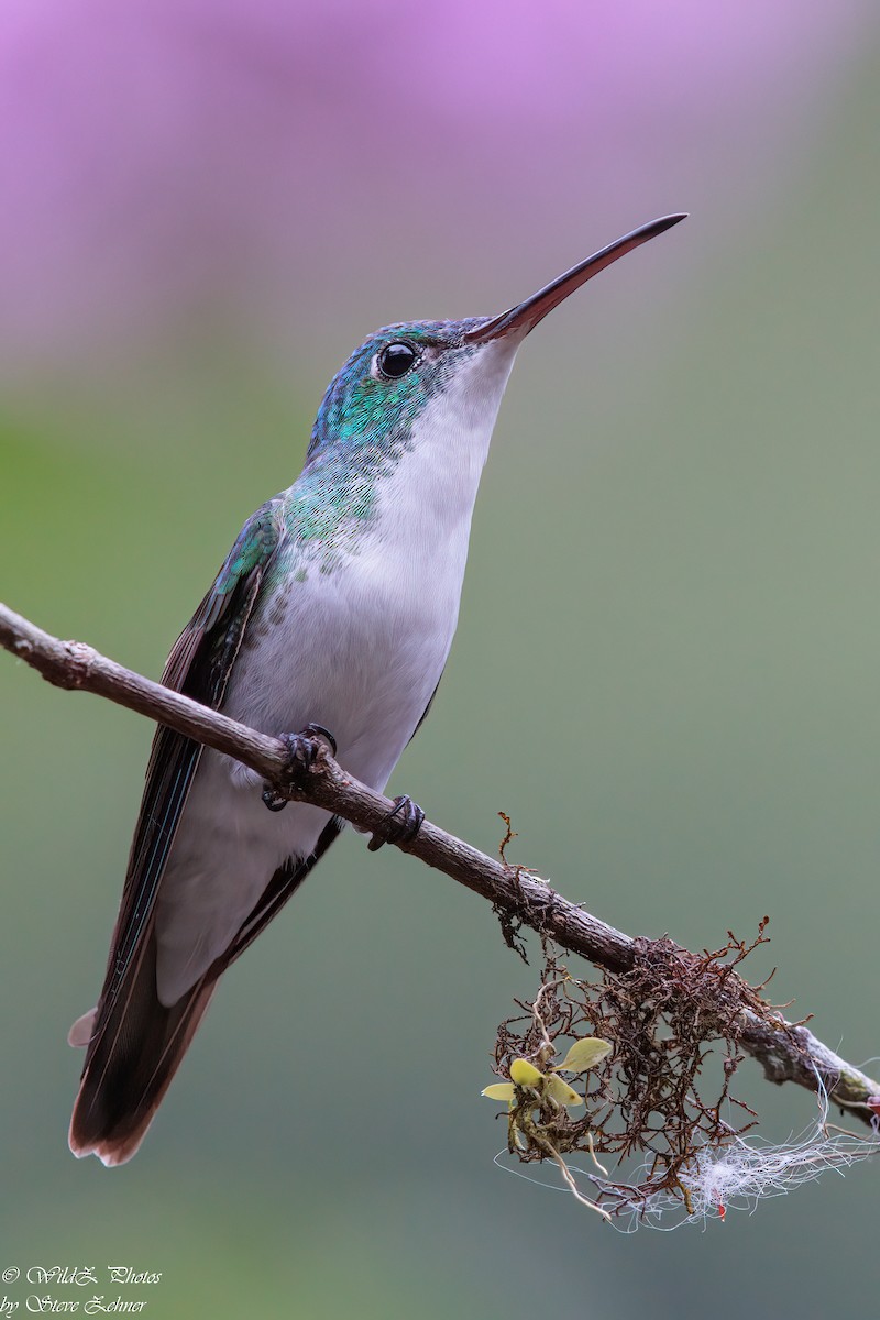 Andean Emerald - ML608282556