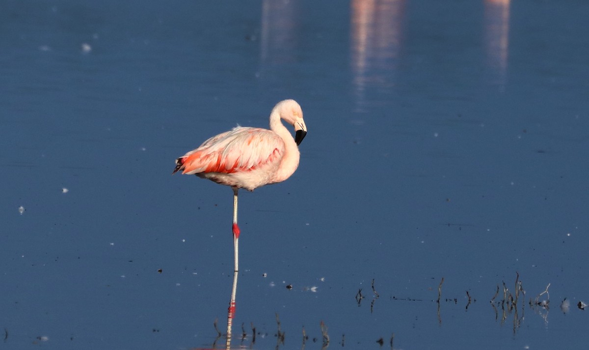 Chilean Flamingo - ML608282559