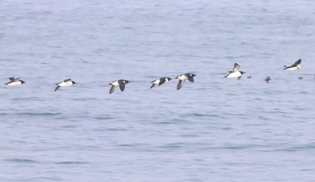 Thick-billed Murre - ML608282622