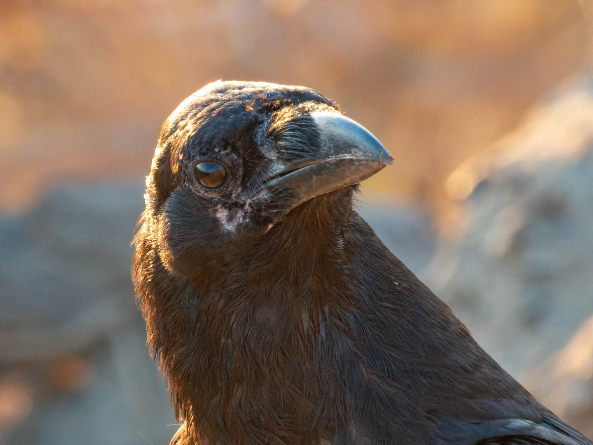 Common Raven - ML608282750