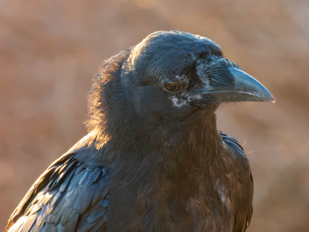 Common Raven - ML608282751