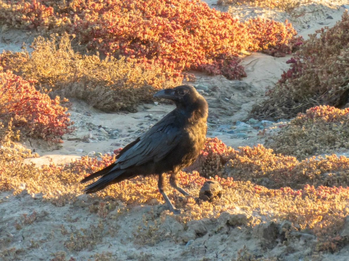 Common Raven - ML608282754