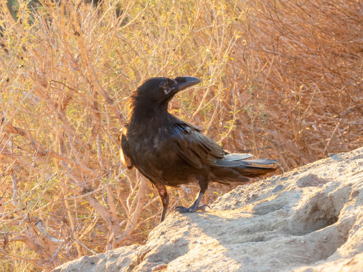 Common Raven - ML608282758