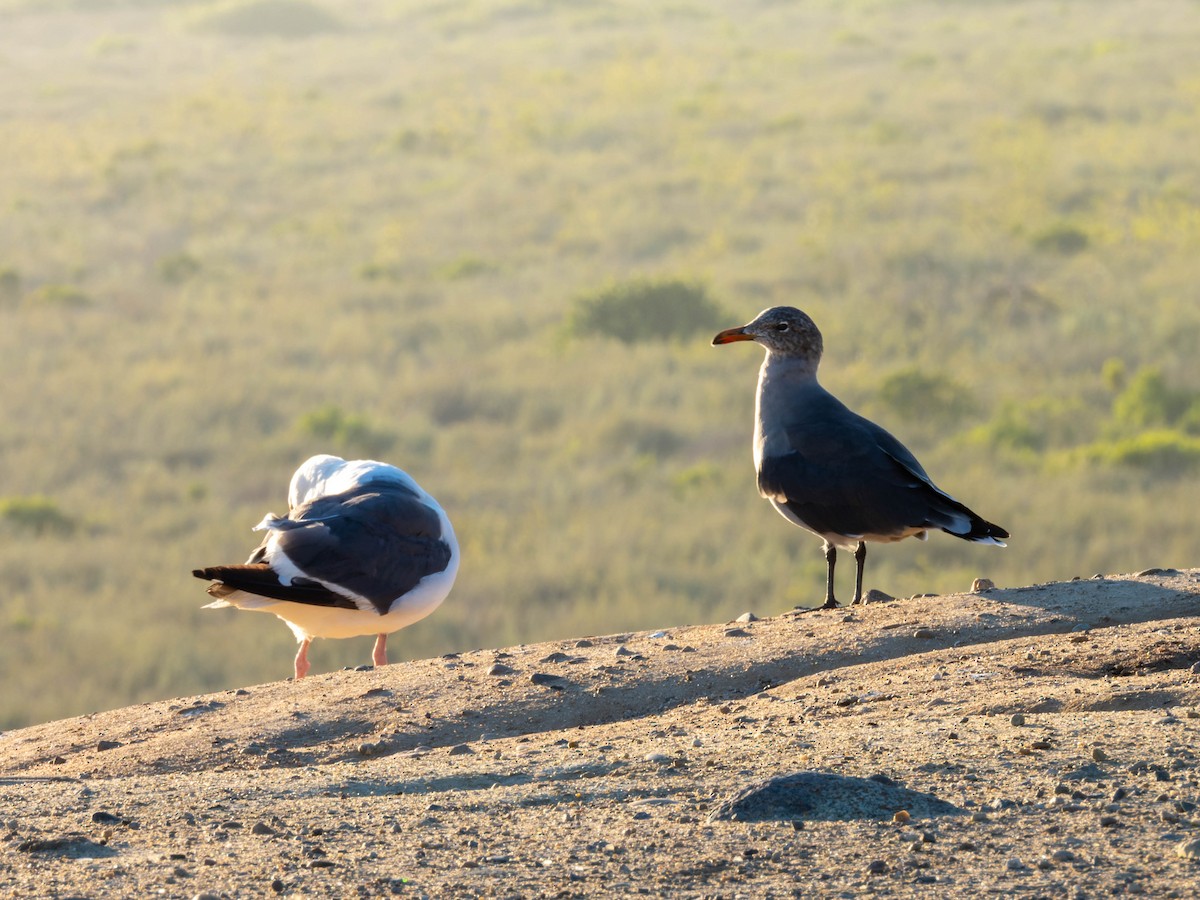 Heermann's Gull - ML608282763