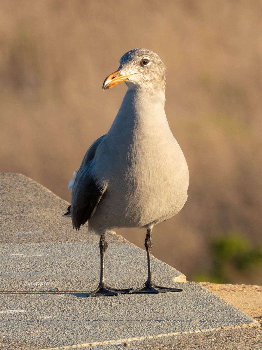 Heermann's Gull - ML608282764