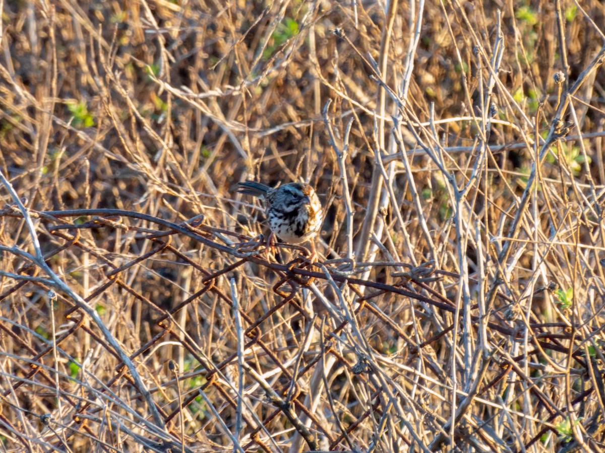 Song Sparrow - ML608282770