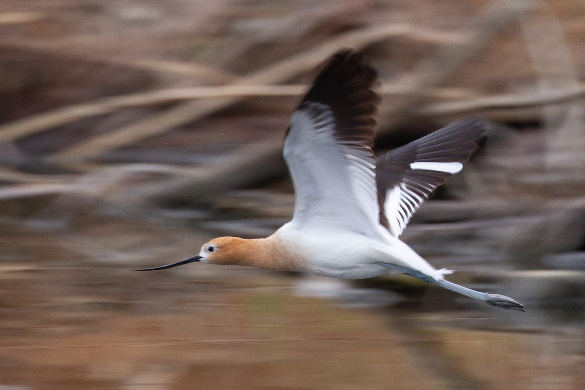 American Avocet - ML608282831