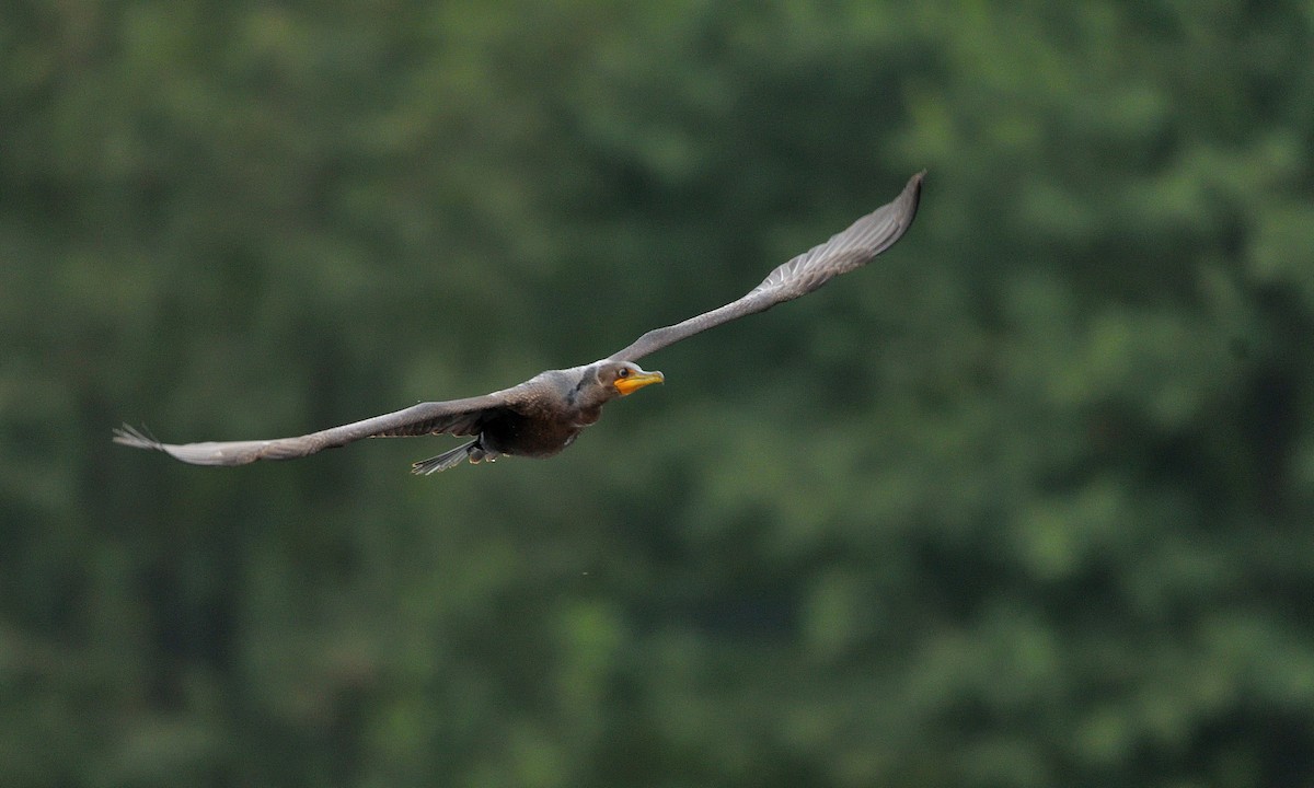 Double-crested Cormorant - Jaime Thomas