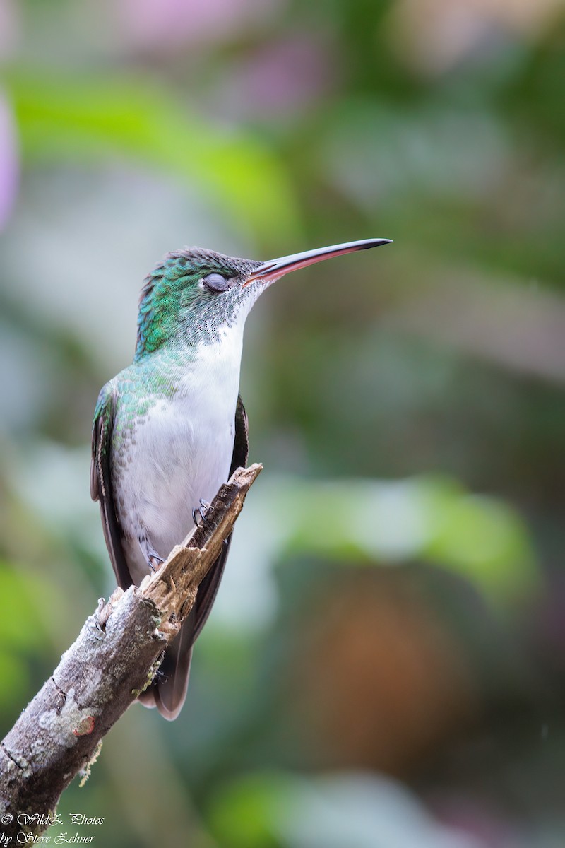 kolibřík andský - ML608283110