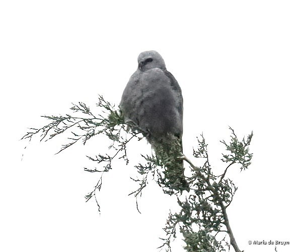 Mississippi Kite - ML608283147