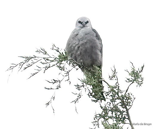 Mississippi Kite - ML608283149