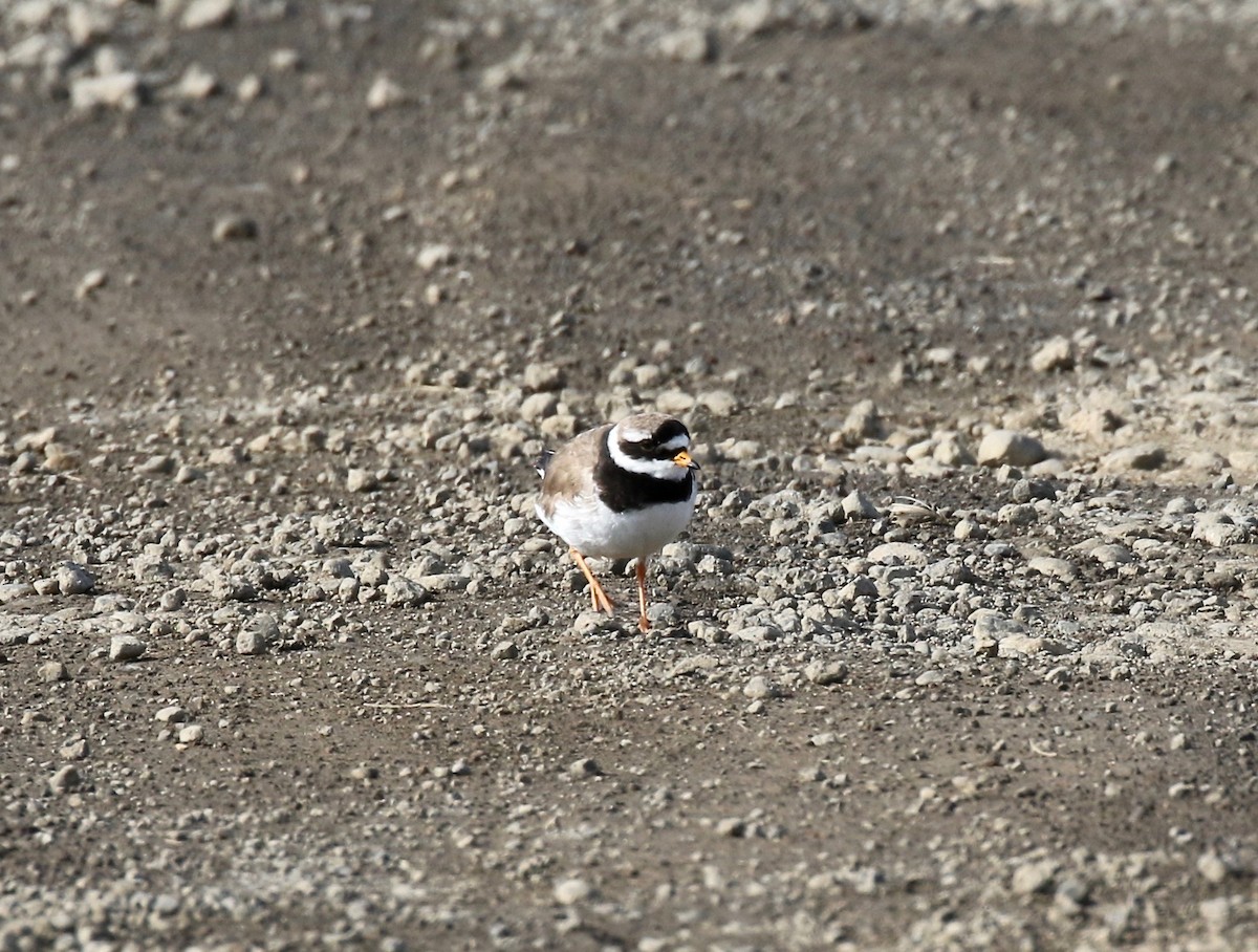 Common Ringed Plover - ML608283165