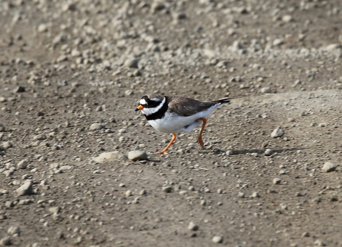 Common Ringed Plover - ML608283166