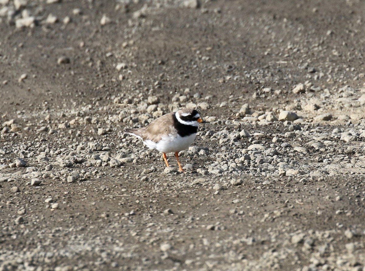 Common Ringed Plover - ML608283167