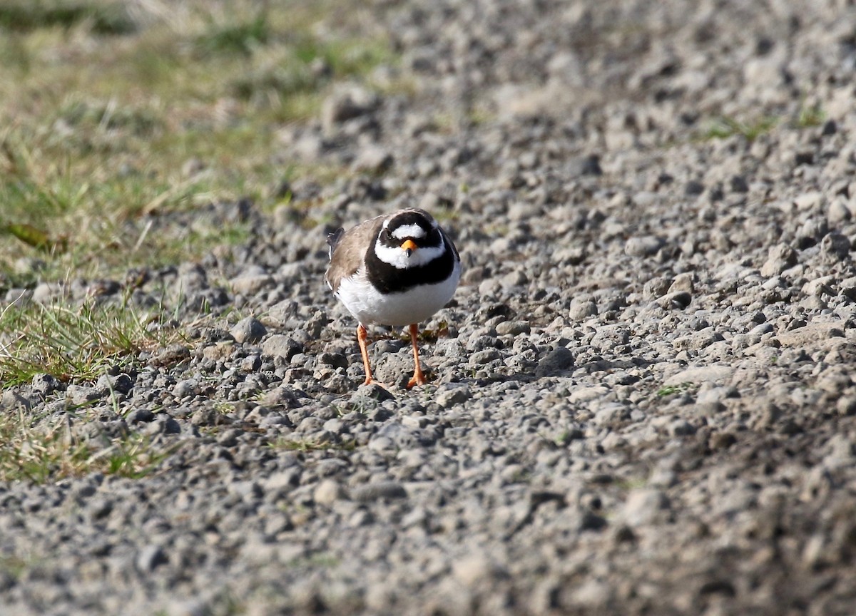 Common Ringed Plover - ML608283168