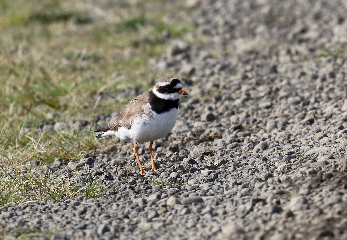 Common Ringed Plover - ML608283169