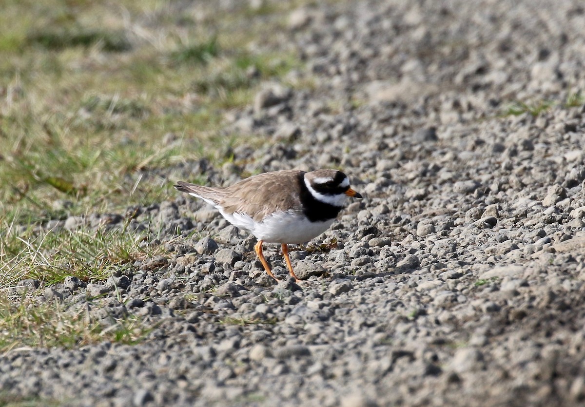 Common Ringed Plover - ML608283170