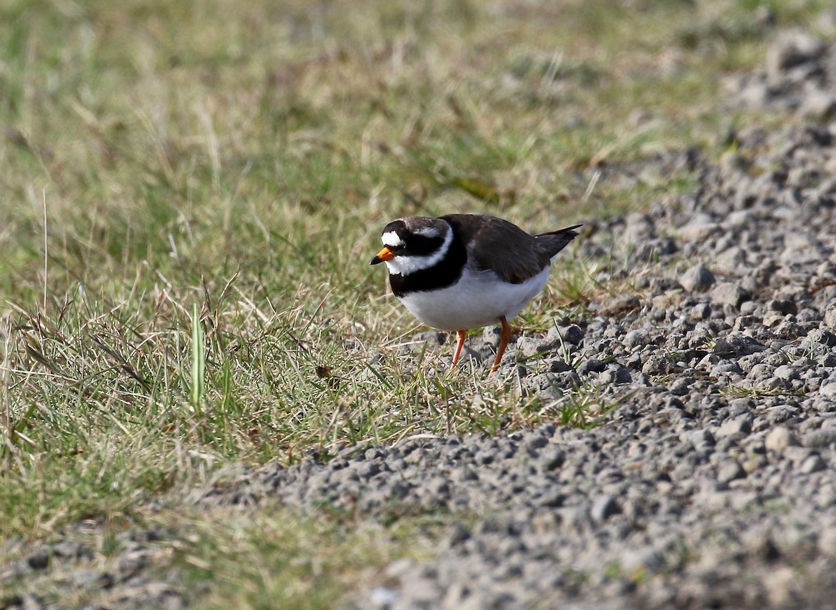 Common Ringed Plover - ML608283171