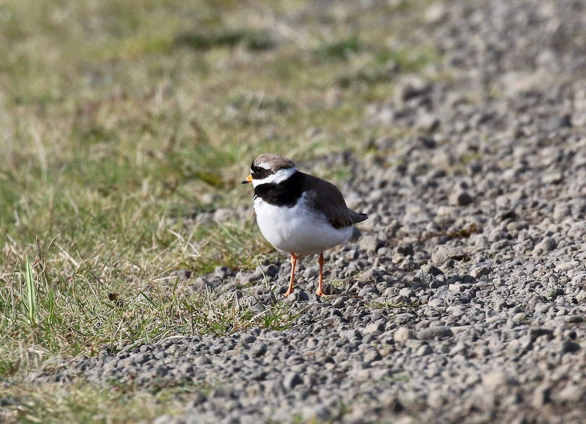 Common Ringed Plover - ML608283172