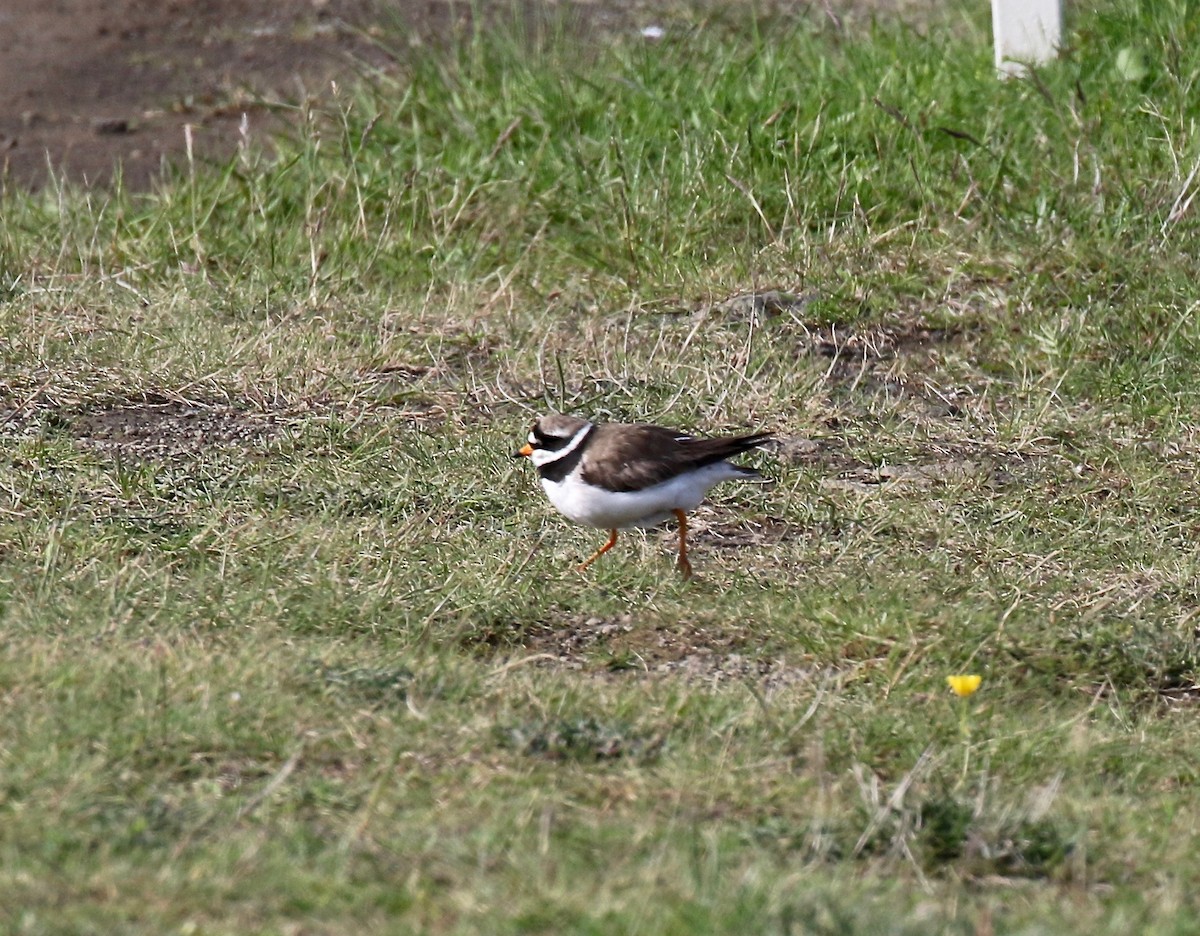 Common Ringed Plover - ML608283173
