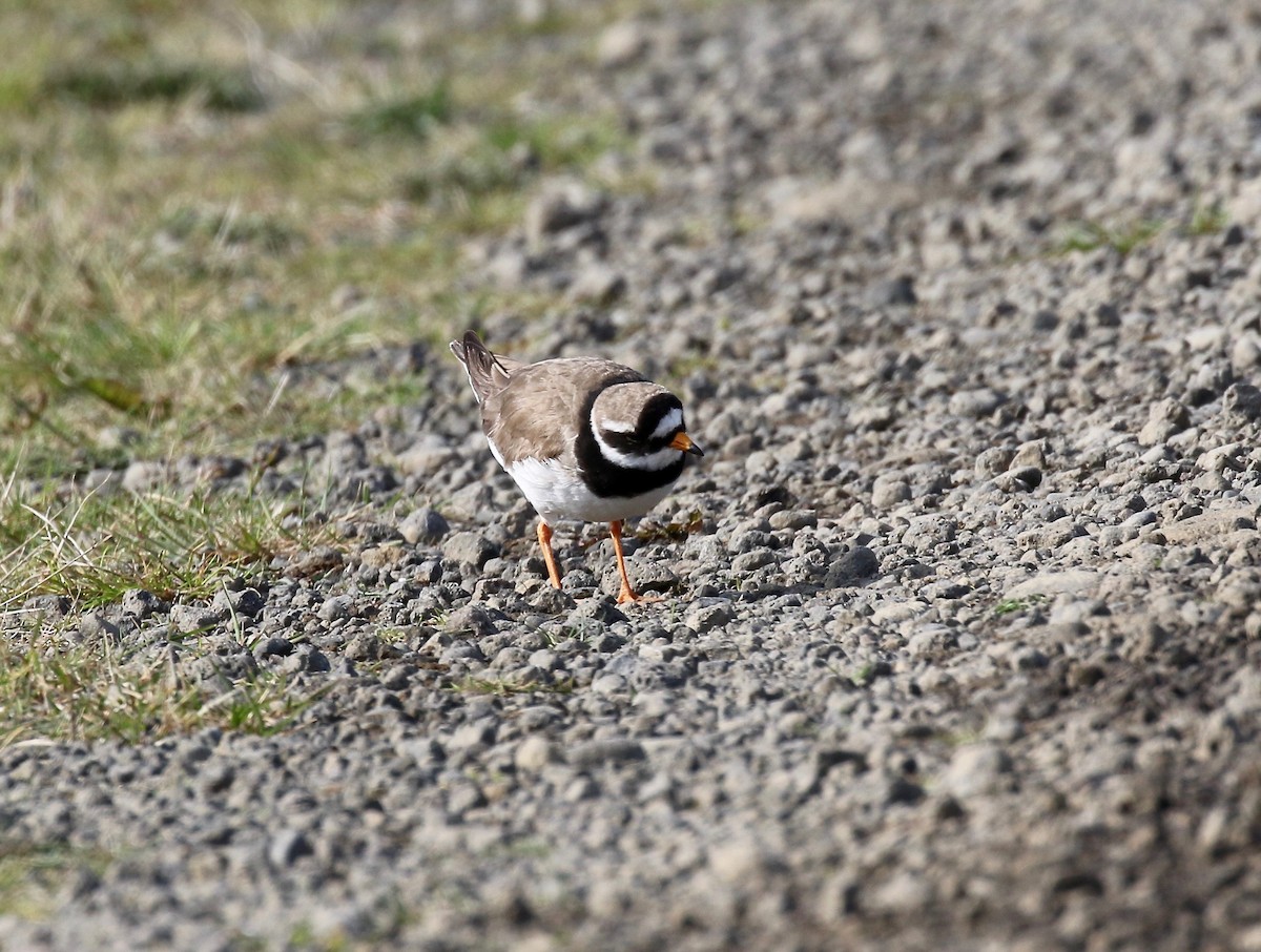 Common Ringed Plover - ML608283174