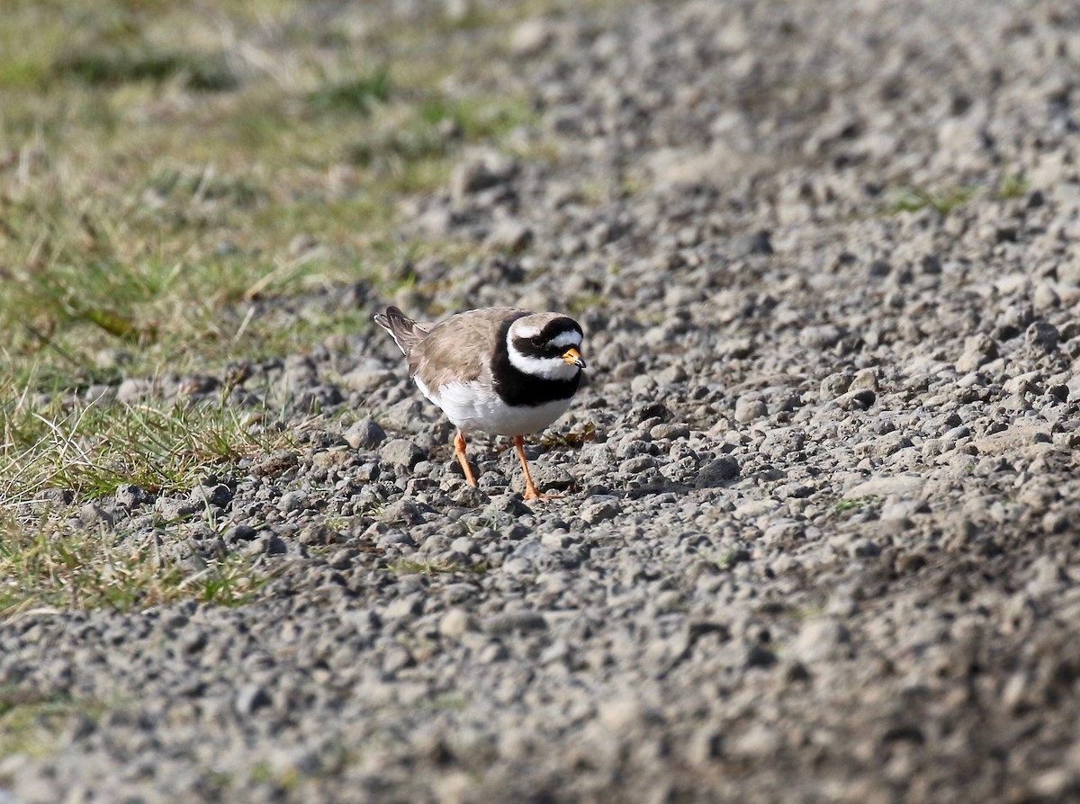 Common Ringed Plover - ML608283175
