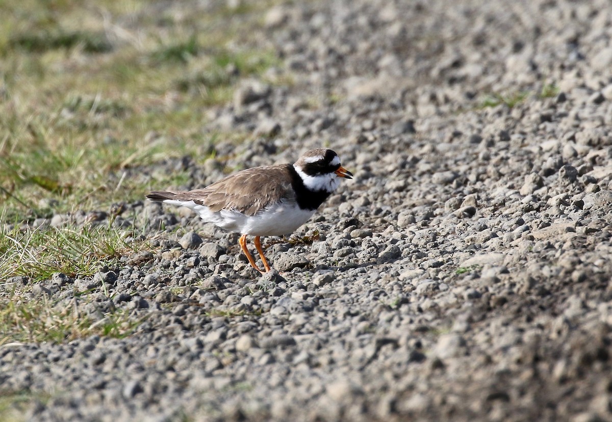 Common Ringed Plover - ML608283176