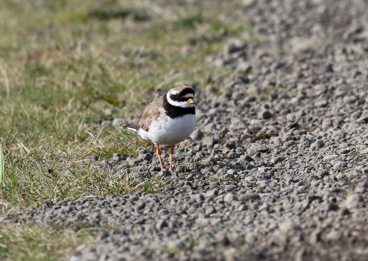 Common Ringed Plover - ML608283177