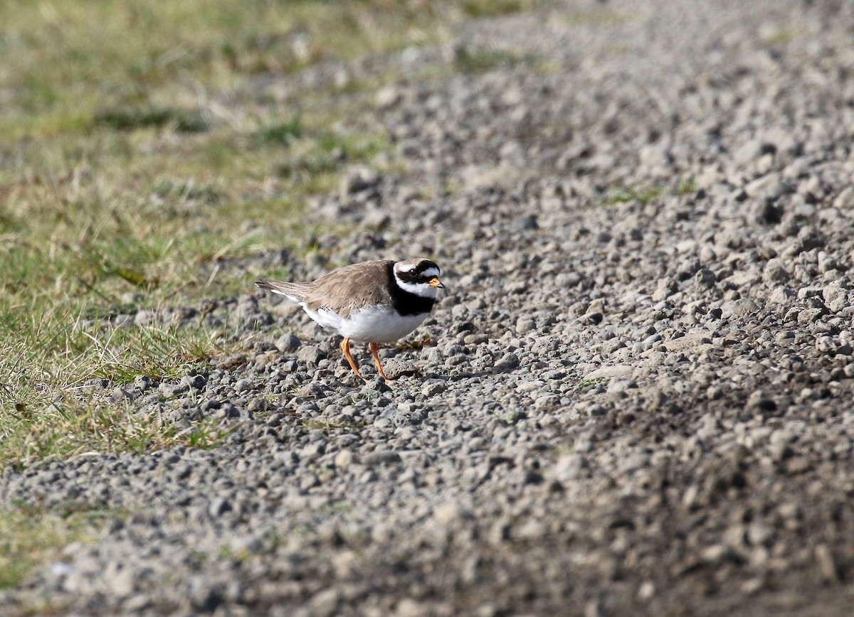 Common Ringed Plover - ML608283179