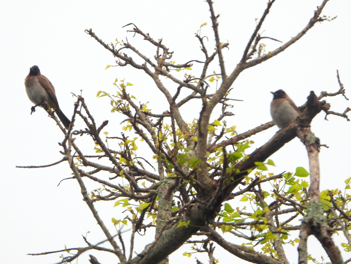 Common Bulbul (Dark-capped) - bob butler