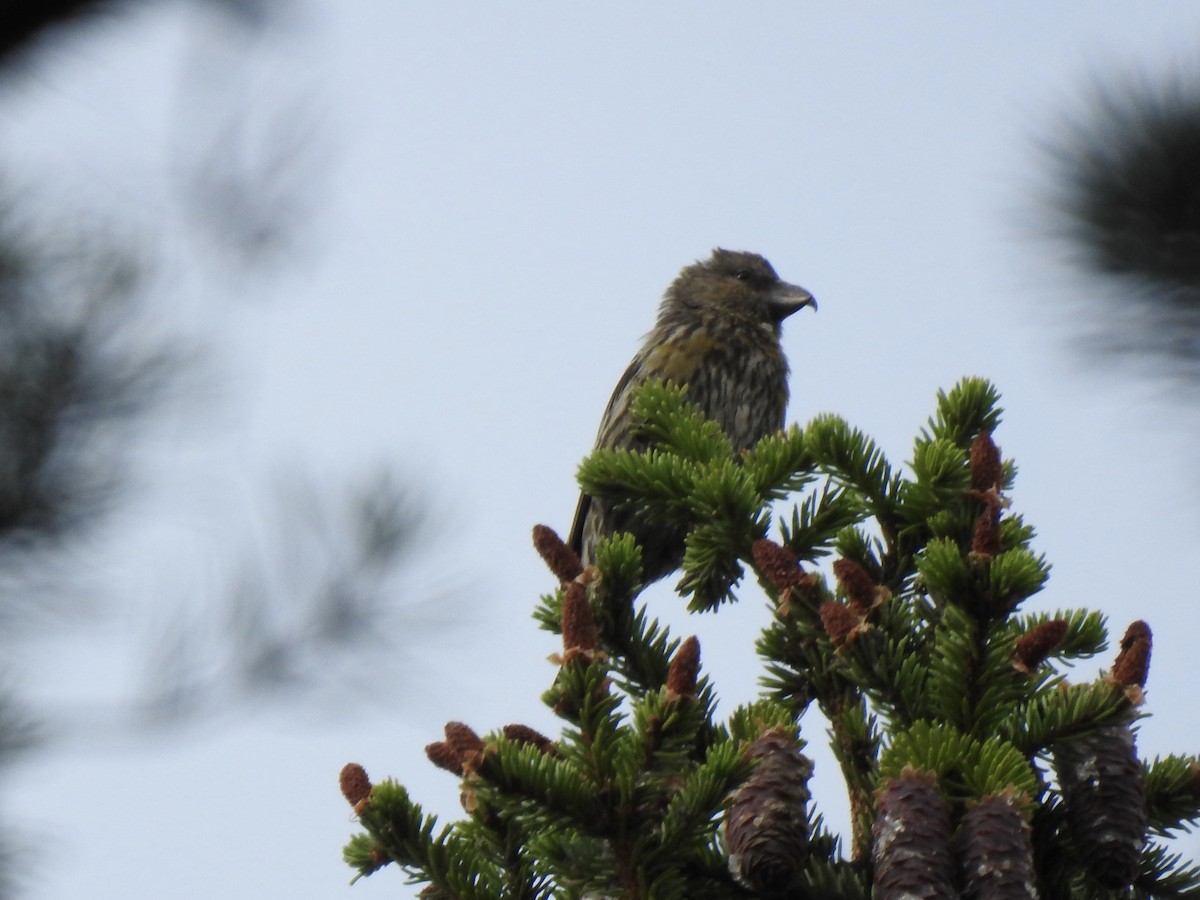Red Crossbill (Glip or type C) - ML608283225