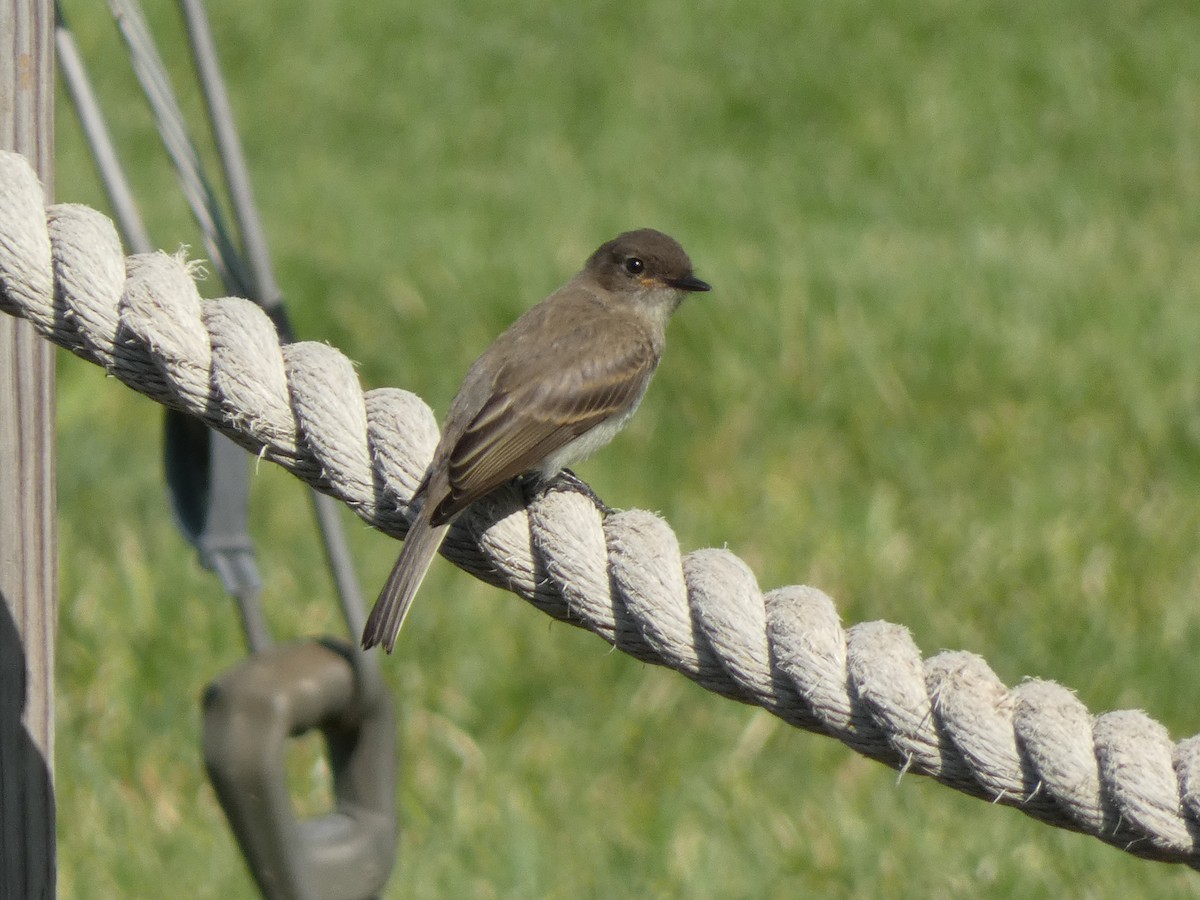 Eastern Phoebe - ML608283289