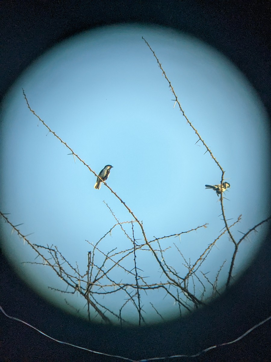 White-naped Tit - ML608283309