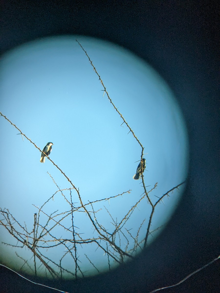 White-naped Tit - ML608283310