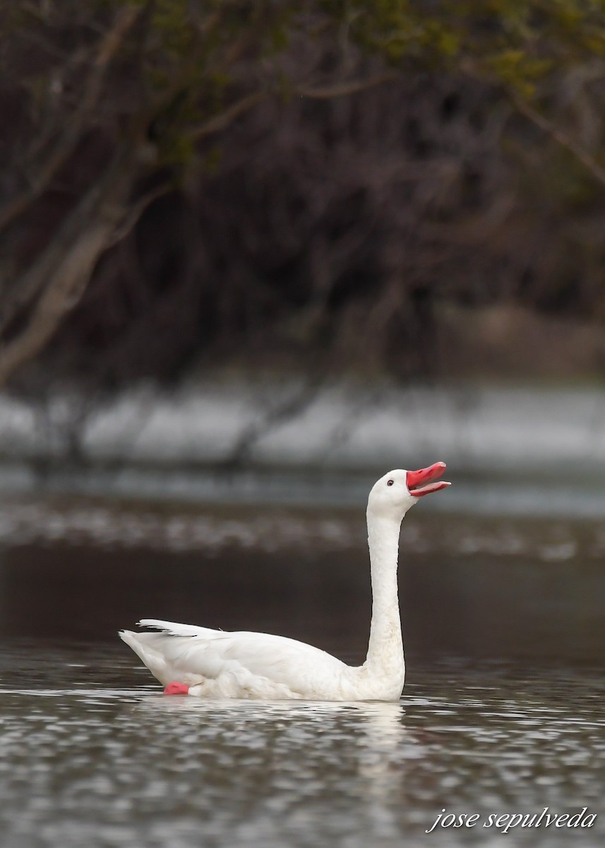 Coscoroba Swan - ML608283311