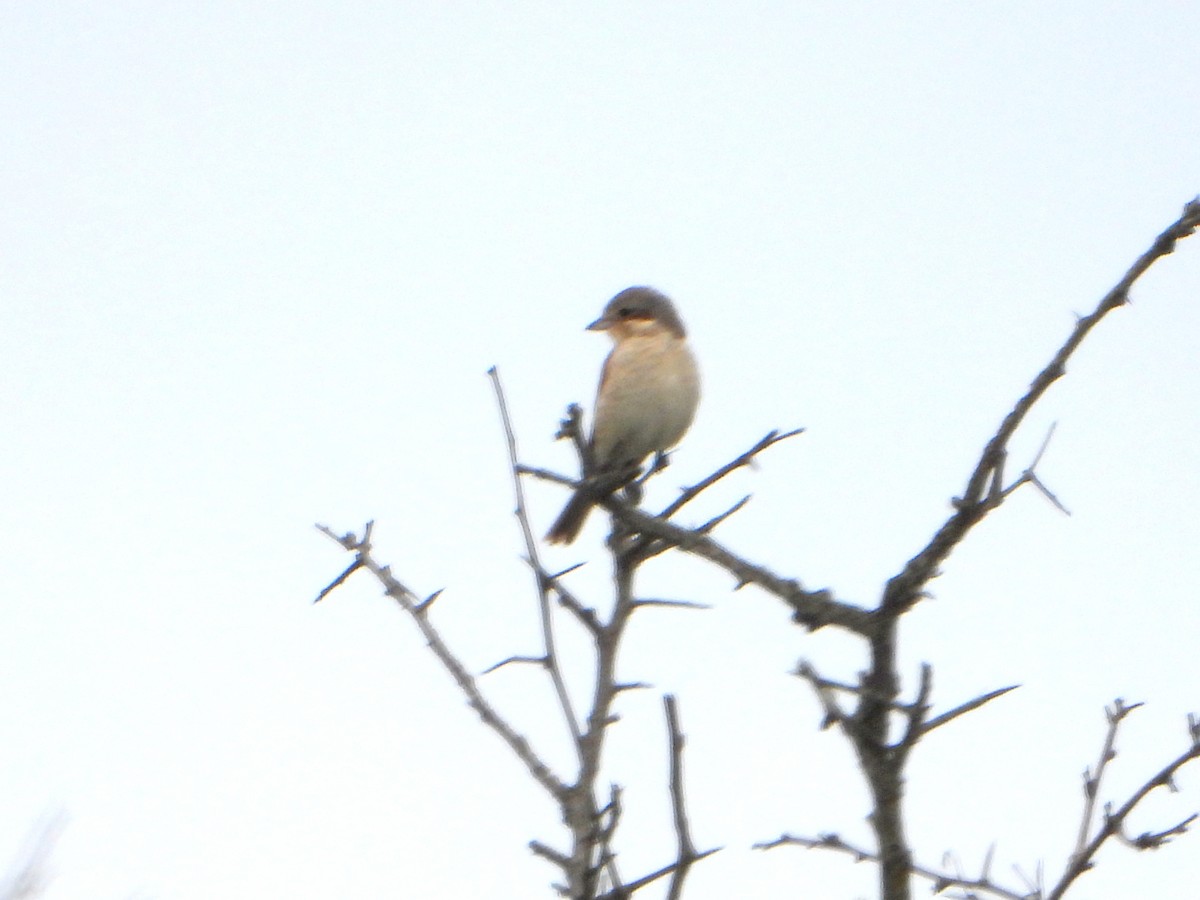 Red-backed Shrike - bob butler