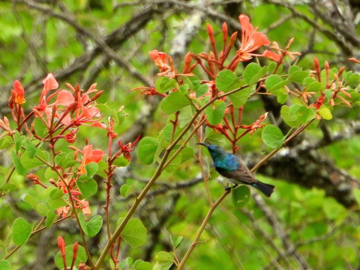 White-breasted Sunbird - bob butler