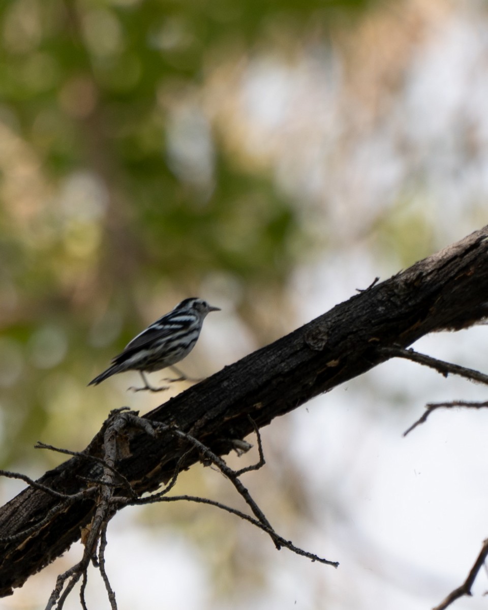 Black-and-white Warbler - ML608283383