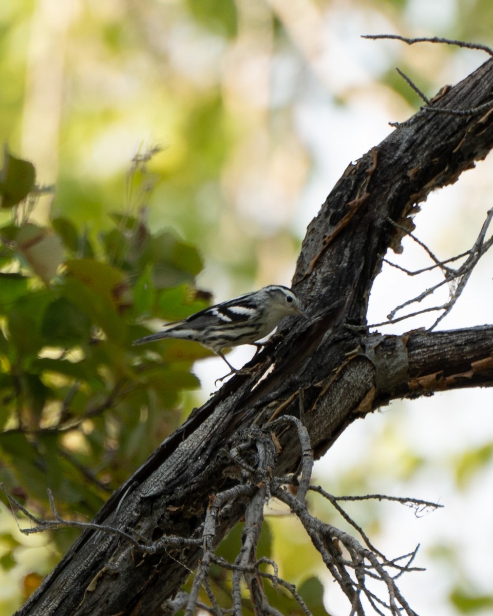 Black-and-white Warbler - ML608283384