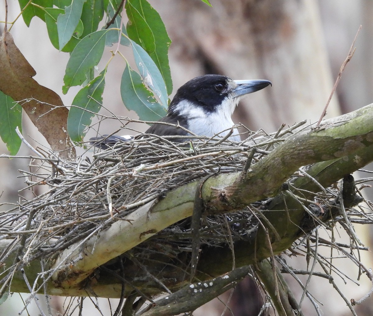 Gray Butcherbird - Bernadette Mullaney