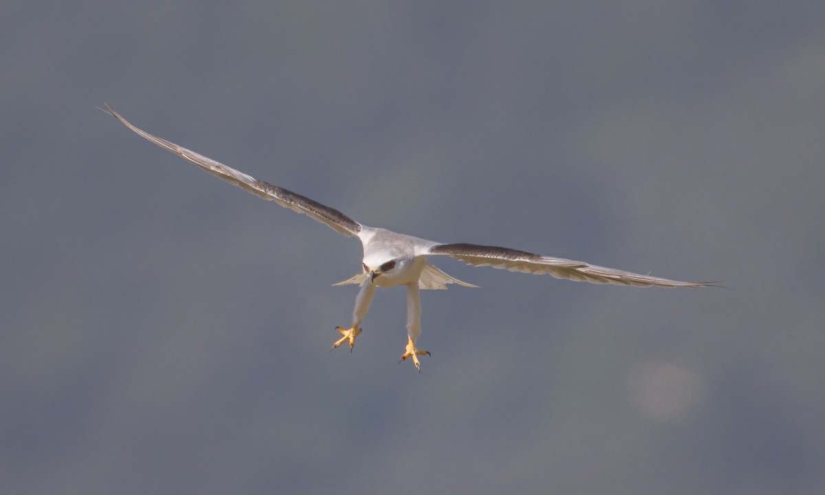 White-tailed Kite - ML608283443