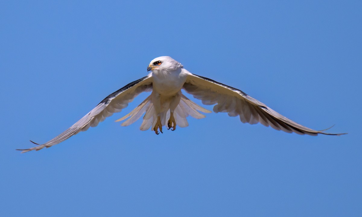 White-tailed Kite - ML608283444