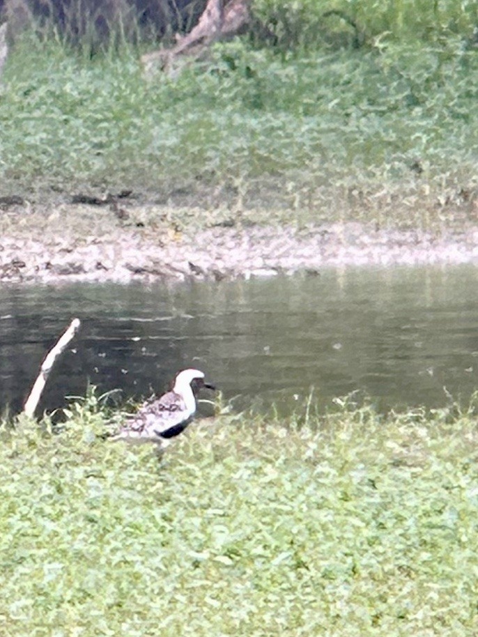 Black-bellied Plover - ML608283490