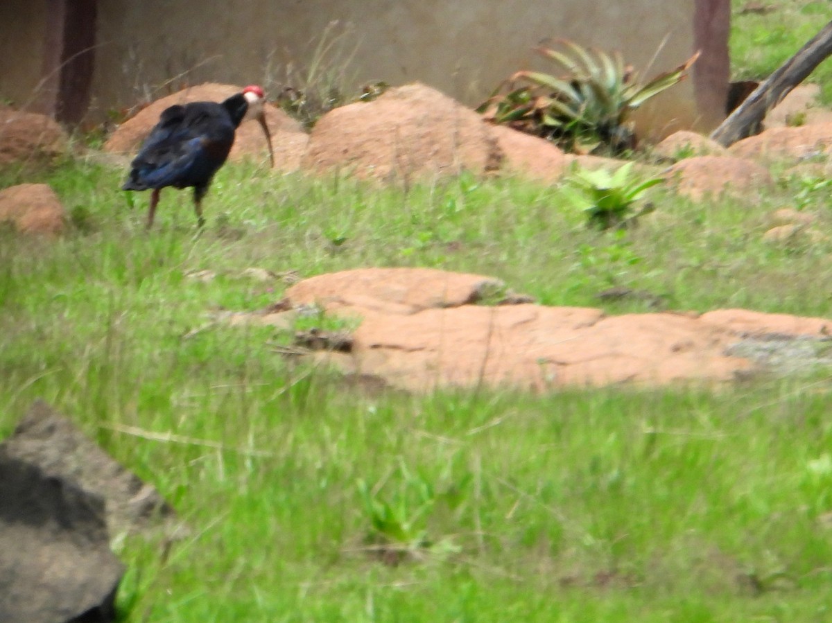 Southern Bald Ibis - bob butler