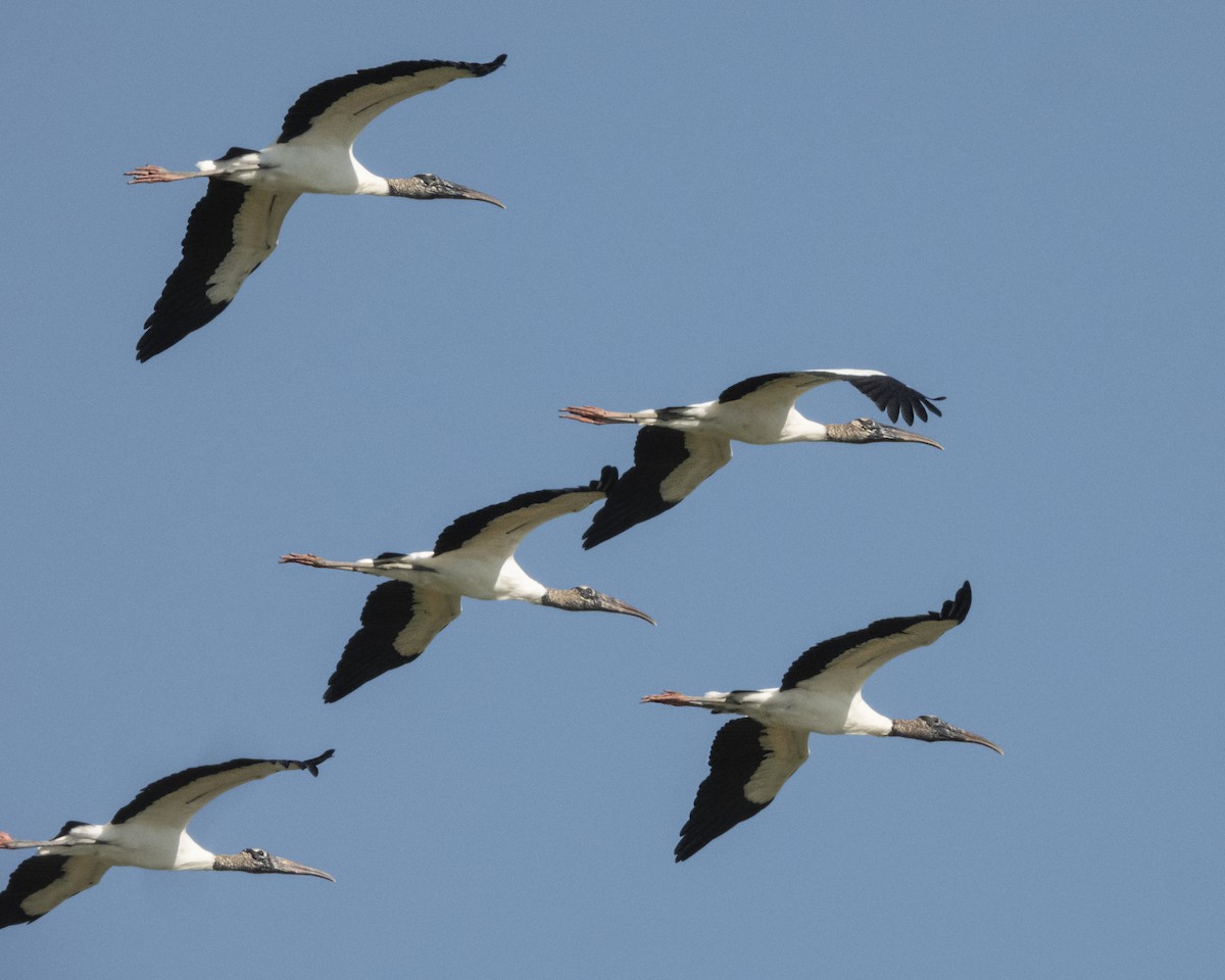 Wood Stork - Hugo Santa Cruz