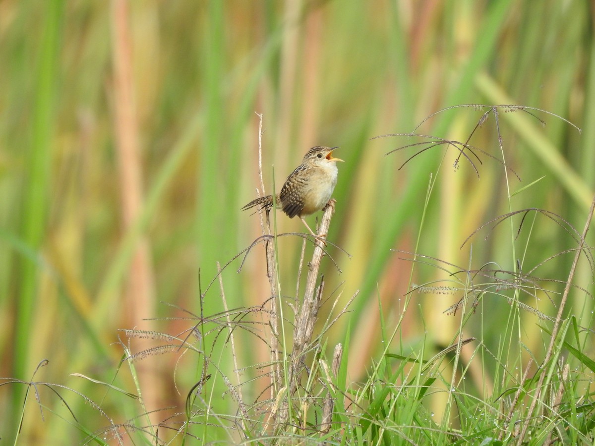 Grass Wren - ML608283582