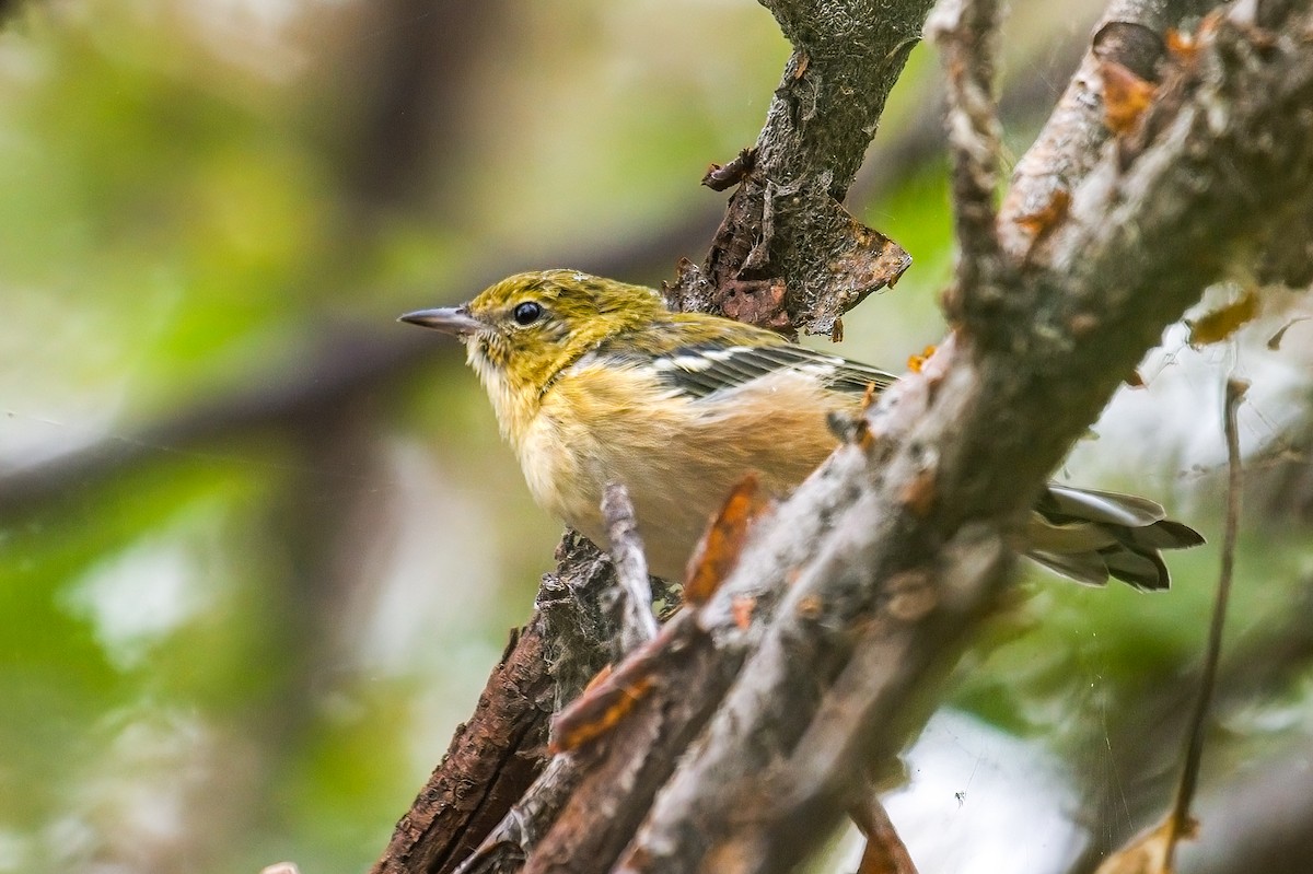 Bay-breasted Warbler - ML608283586