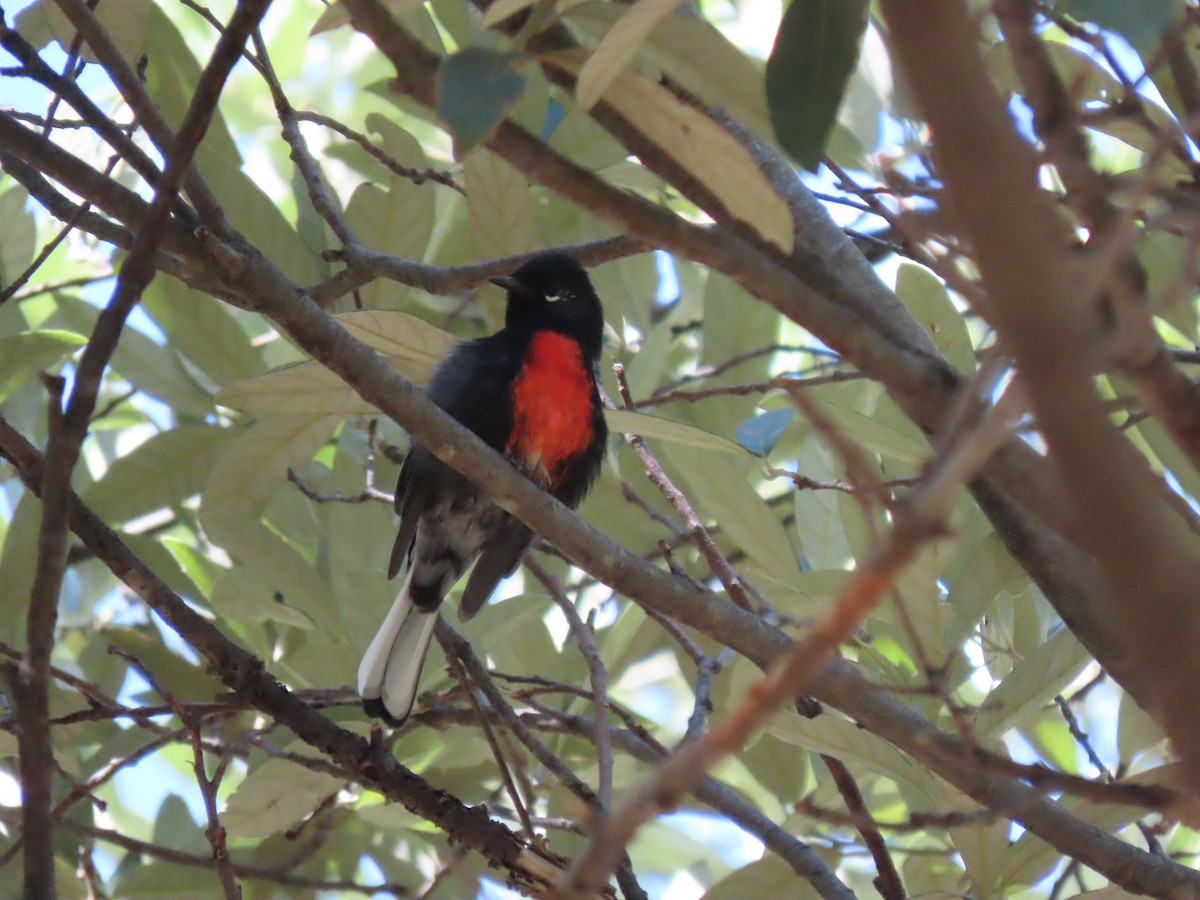 Painted Redstart - ML608283603