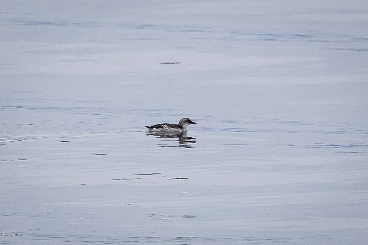 Guillemot colombin - ML608283749