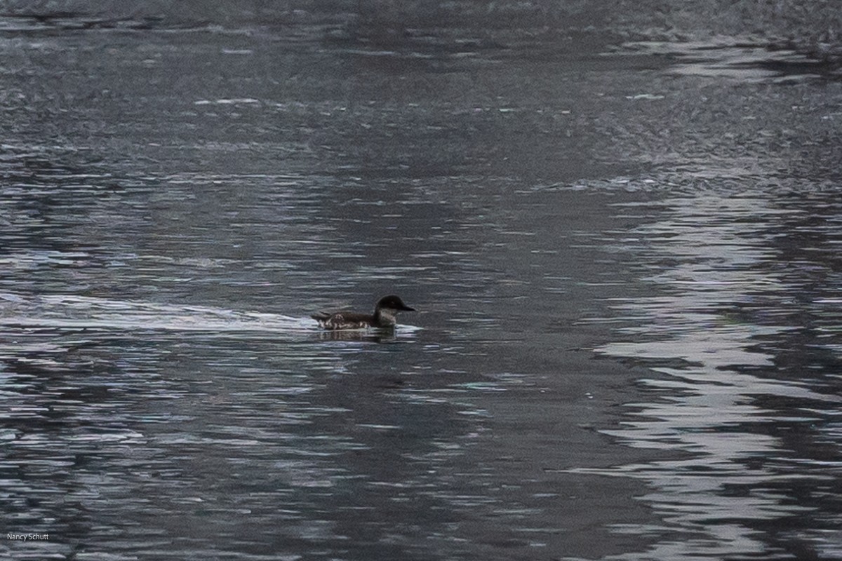 Guillemot colombin - ML608283750